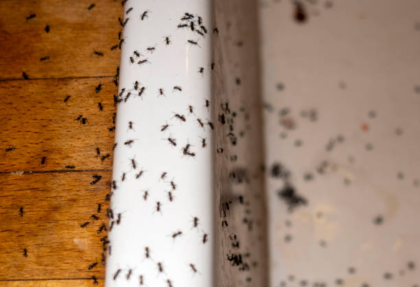 Best Cockroach Control Services  in Hebron, PA