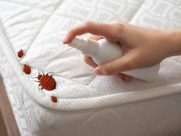 Best Spider Control Near Me  in Hebron, PA