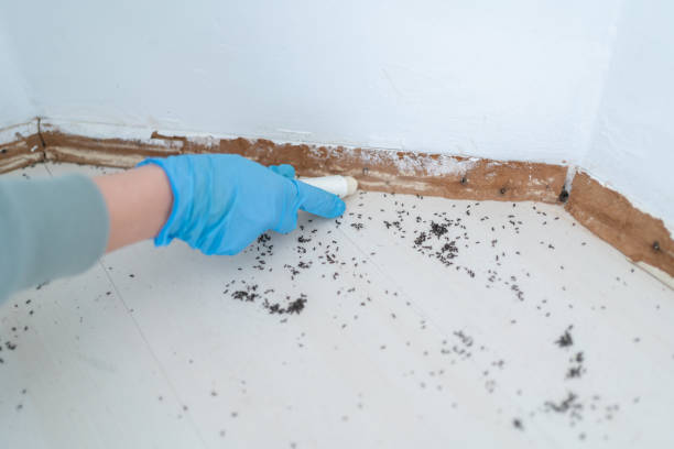 Professional Pest Control in Hebron, PA